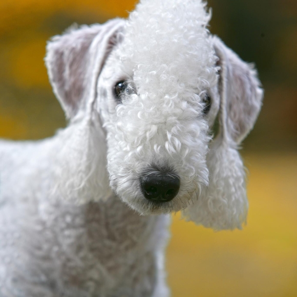 Meet your Posher, Eunice - Picture 1 of 1